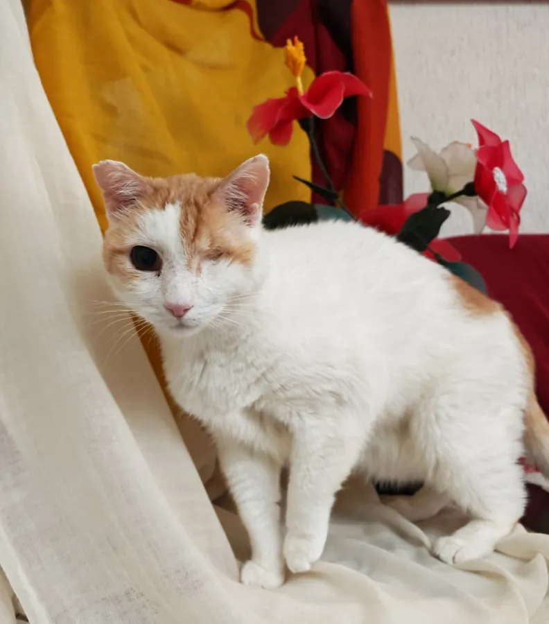 Angelito, gato en adopción en Fuente el Saz de Jarama, Madrid
