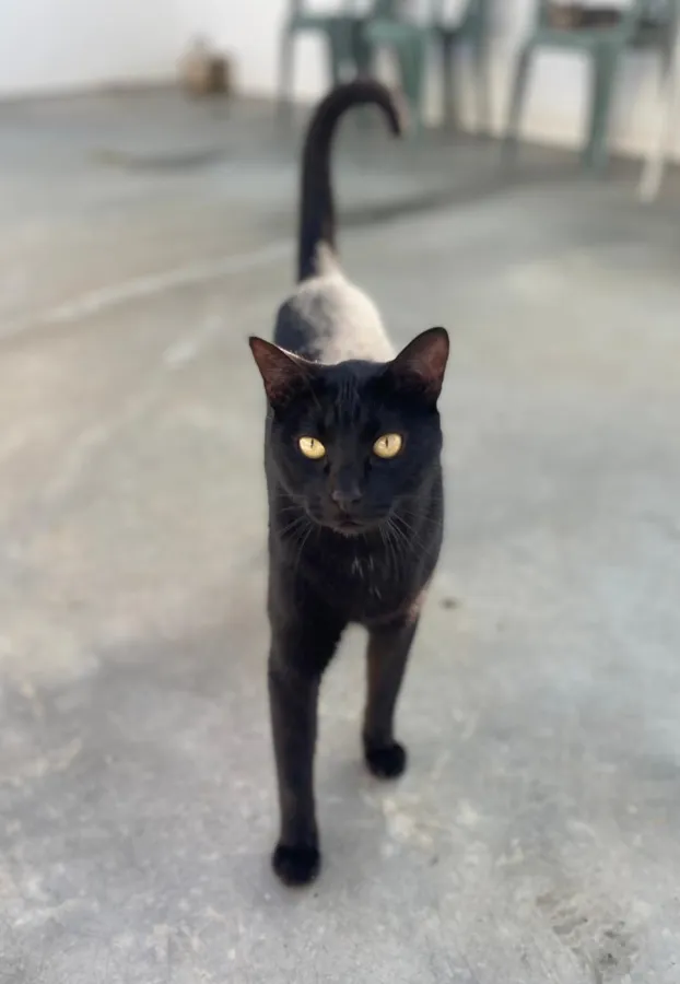 Dante, gato en adopción en Dos Hermanas, Sevilla