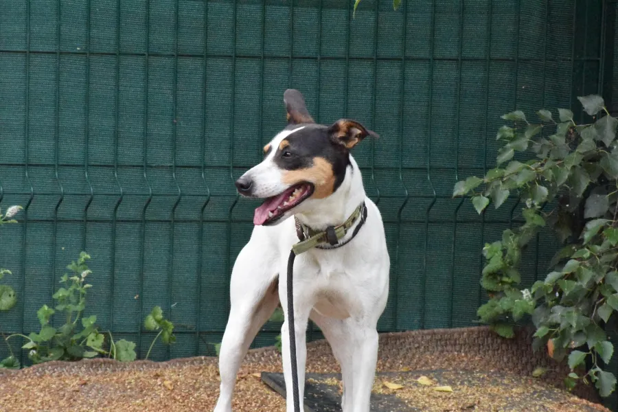 Chiqui, perro en adopción en Cantabria