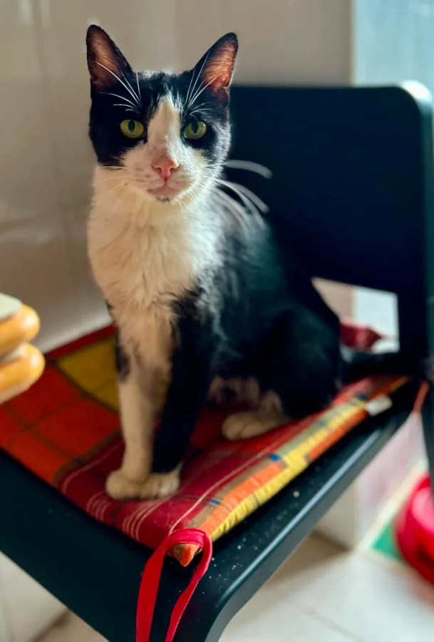 Chin, gato en adopción en Cantabria