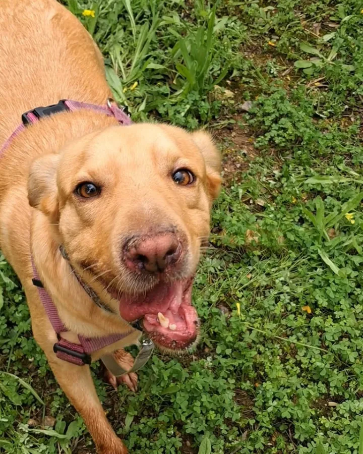 Poppy, perro en adopción en Mijas, Málaga