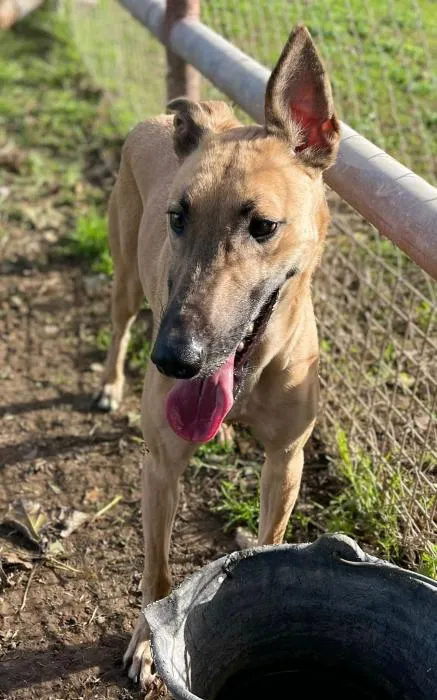 Apolo, perro en adopción en Sevilla