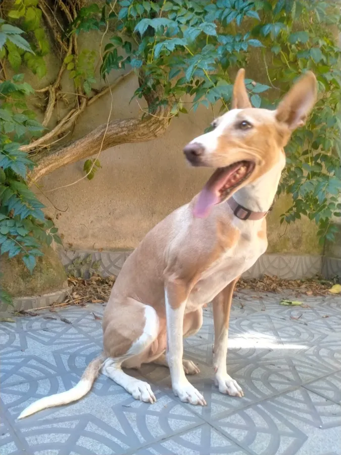 Duna, perro en adopción en Cáceres