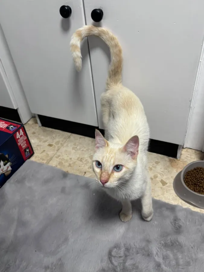 Azul, gato en adopción en Mérida, Badajoz