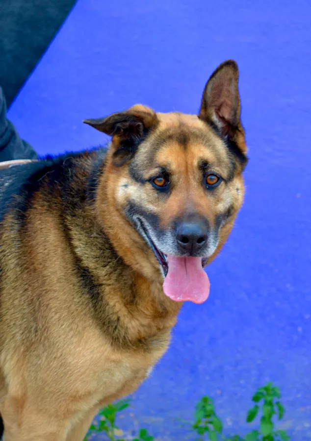 Rex, perro en adopción en Ibiza, Illes Balears