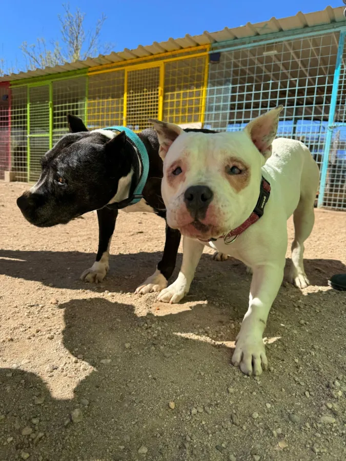 Darko, perro en adopción en Salamanca