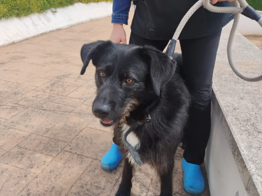 Blacky, perro en adopción en Granada
