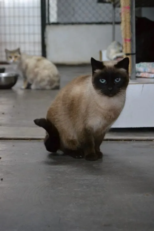 Chus, gato en adopción en Vigo, Pontevedra