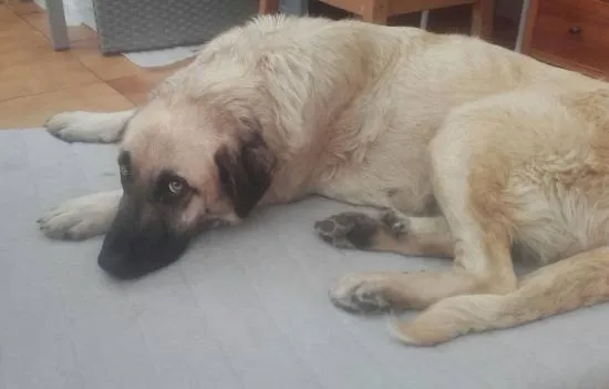 Niebla, perro en adopción en Oviedo, Asturias