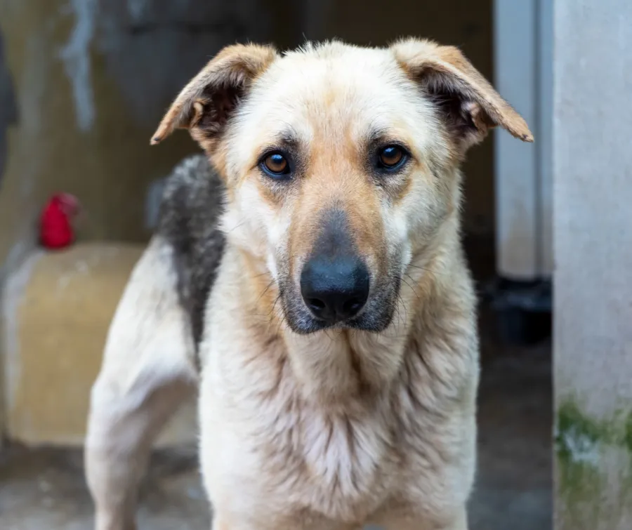 Nerón, perro en adopción en El Sauzal, Santa Cruz de Tenerife