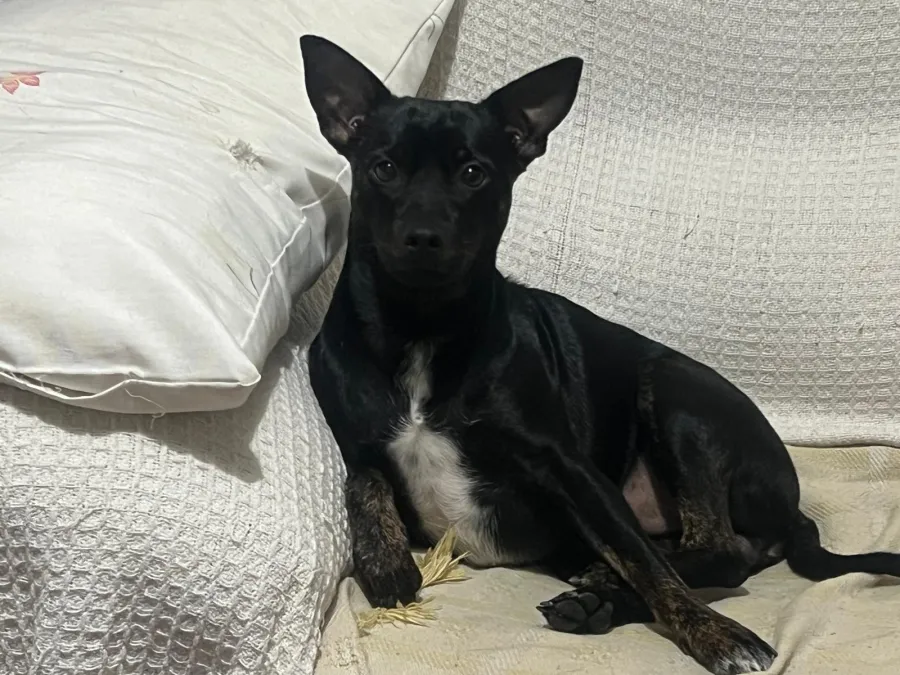 Marco, perro en adopción en Martos, Jaén