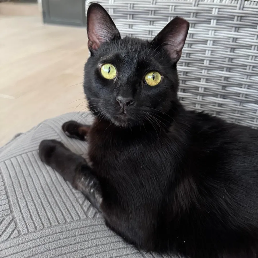 Romeo, gato en adopción en Albolote, Granada
