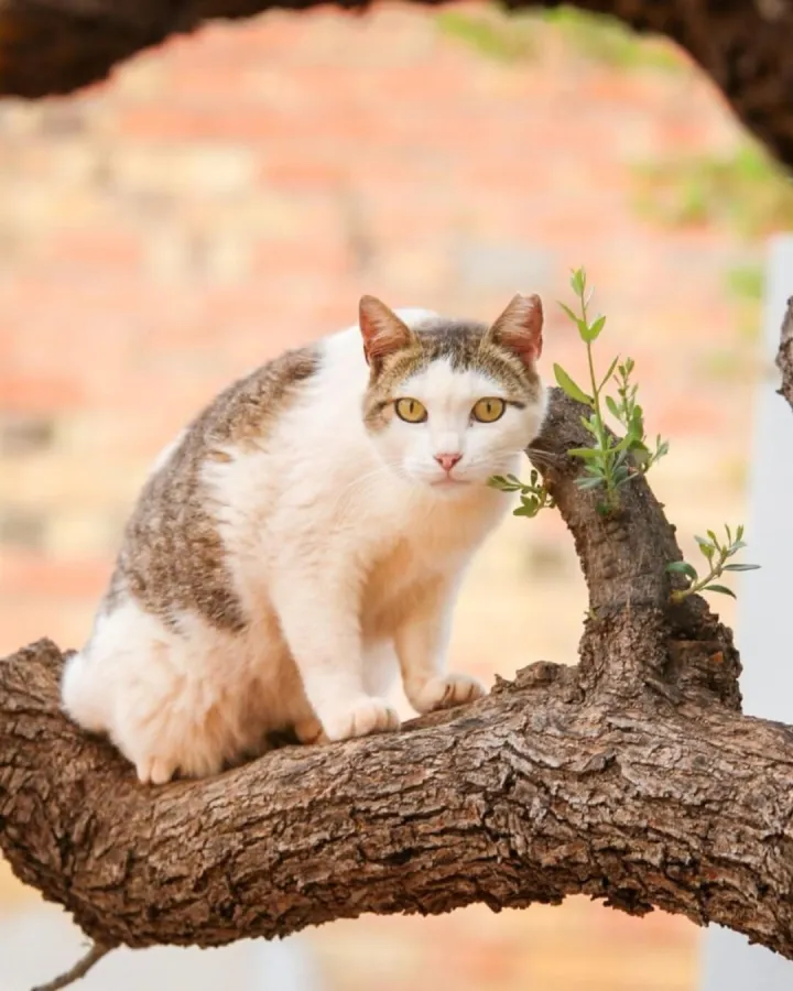 Julieta, gato en adopción en Vila-real, Castellón
