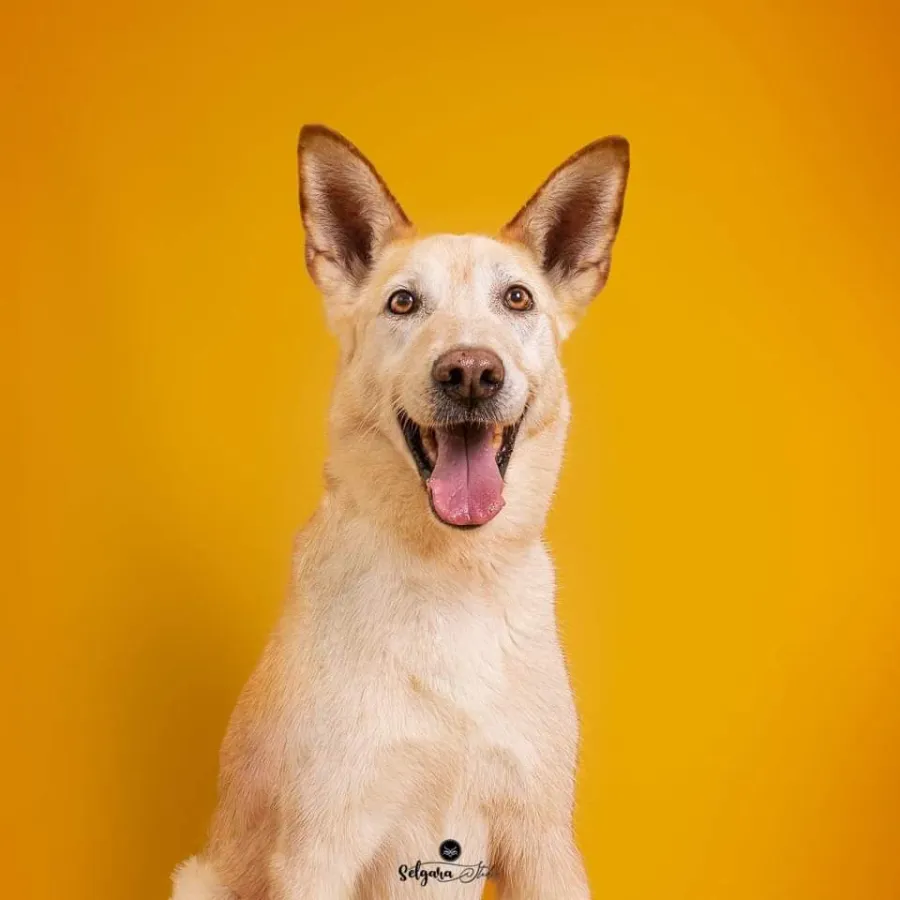 Canelo, perro en adopción en Burjassot, Valencia
