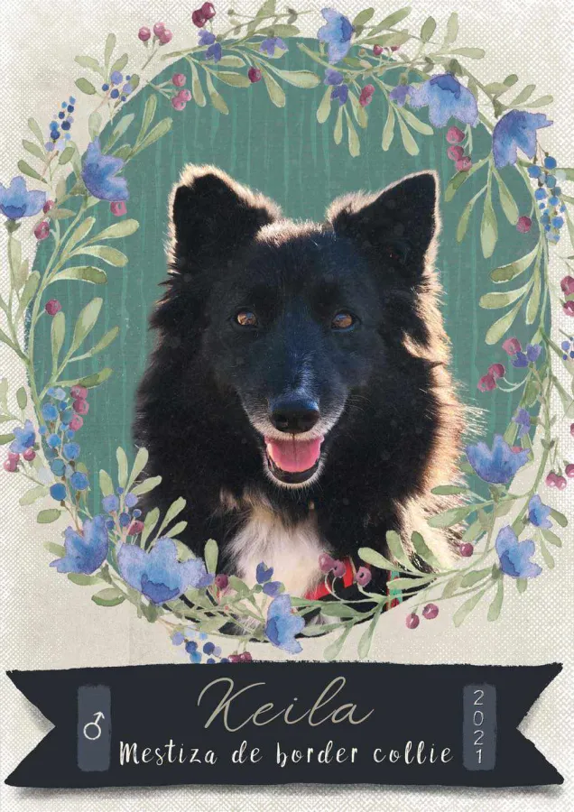 Keila, perro en adopción en Tarazona, Zaragoza