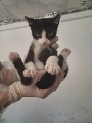 Otra foto de Tux