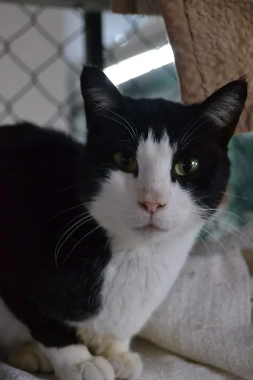 Casero, gato en adopción en Vigo, Pontevedra