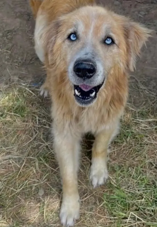 Nanuk, perro en adopción en Bilbao, Vizcaya