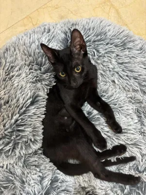 Otra foto de Rey