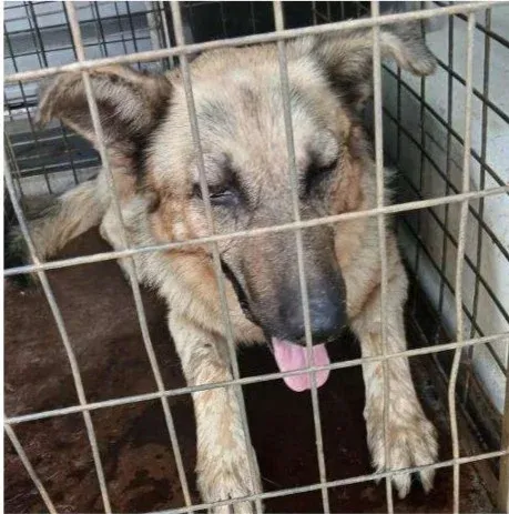 C5160, perro en adopción