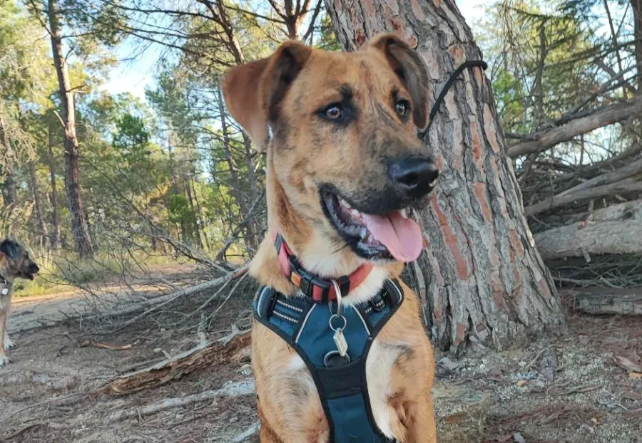 Júpiter, perro en adopción en Alella, Barcelona