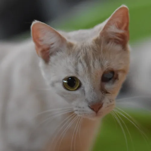 Fira, gato en adopción en El Puerto de Santa María, Cádiz