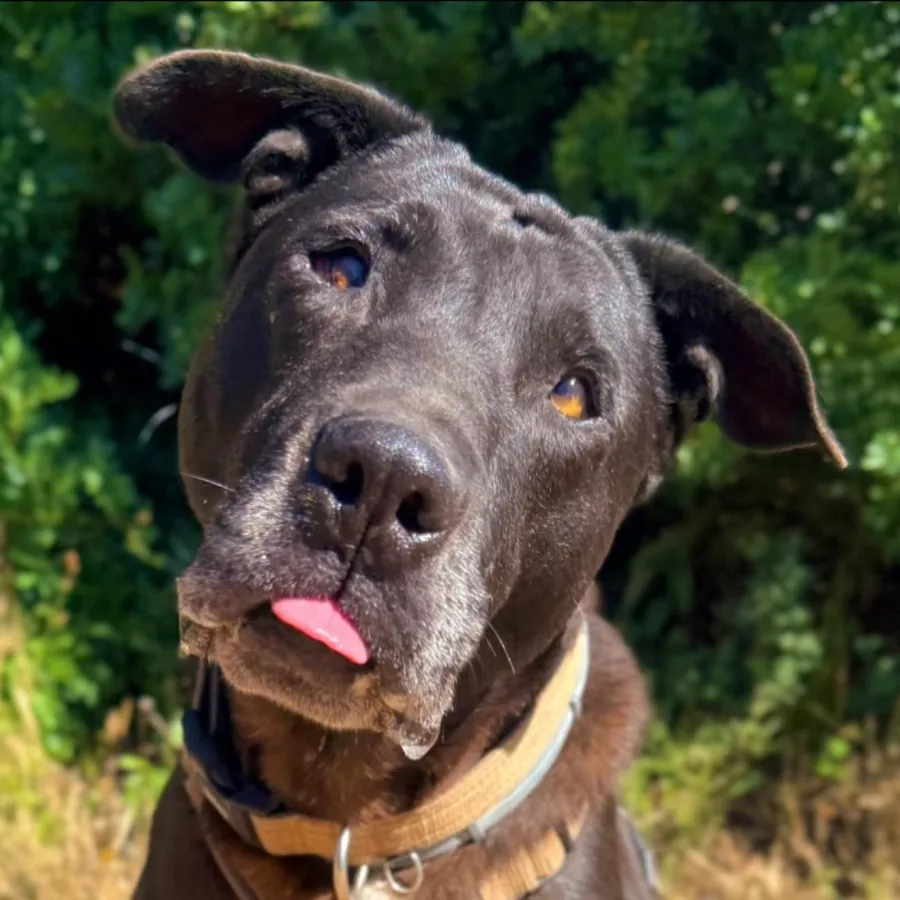Pirata, perro en adopción en Calvià, Illes Balears