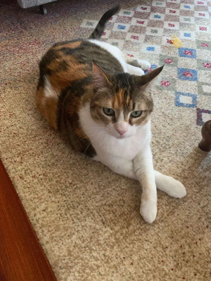 Chaim, gato en adopción en Bilbao, Vizcaya