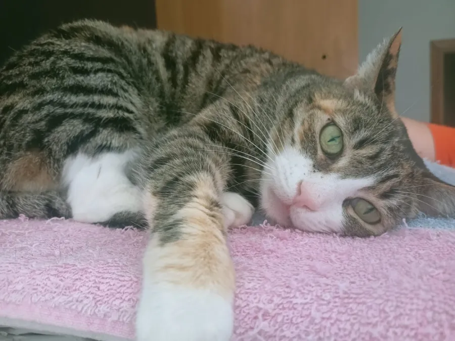 Catalina, gato en adopción en Granada