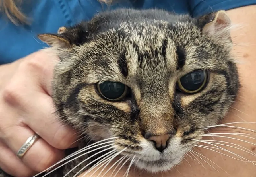 Maria, gato en adopción en Alella, Barcelona