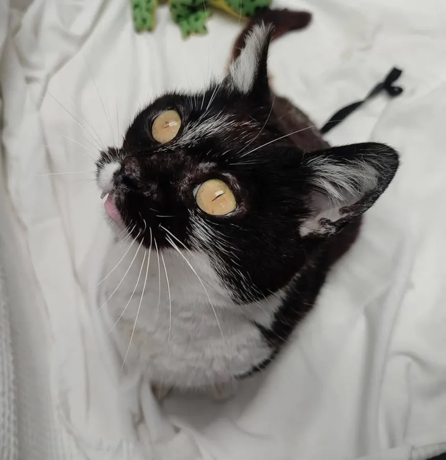 Guapita, gato en adopción en Burjassot, Valencia