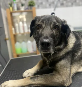 Guillermina, perro en adopción en Asturias