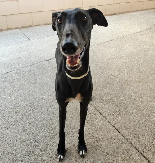 Idol, perro en adopción en Guadalajara