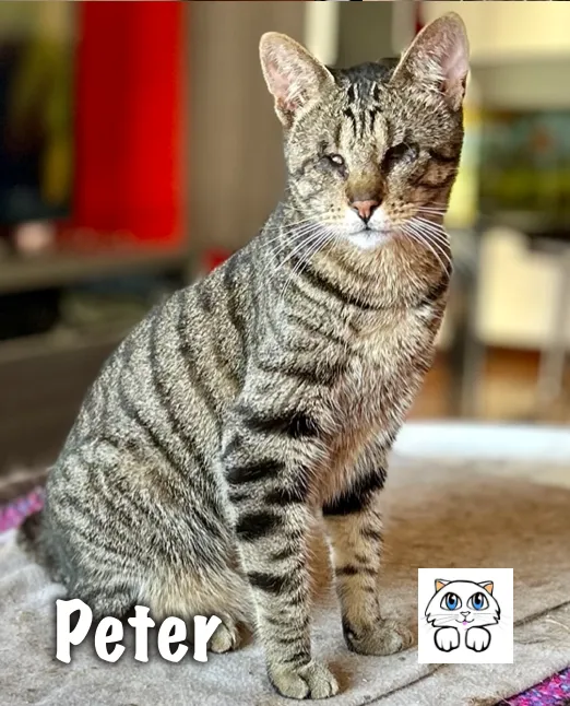 Peter, gato en adopción