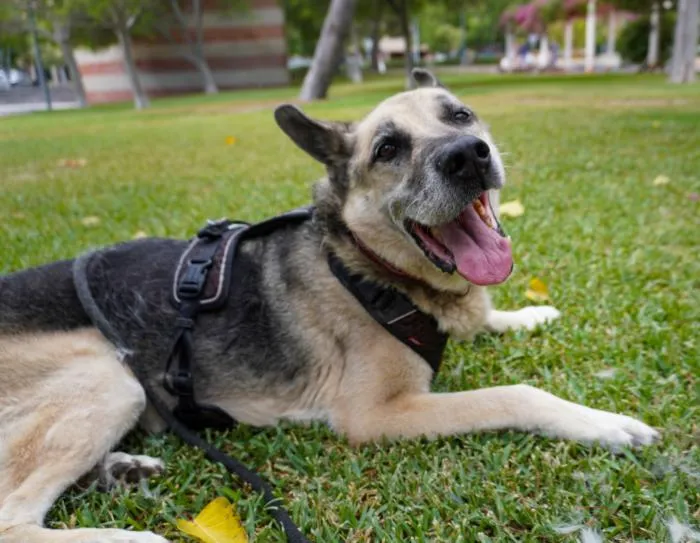Chico, perro en adopción en Alicante