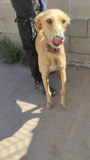 Amatista, perro en adopción en Medina del Campo, Valladolid