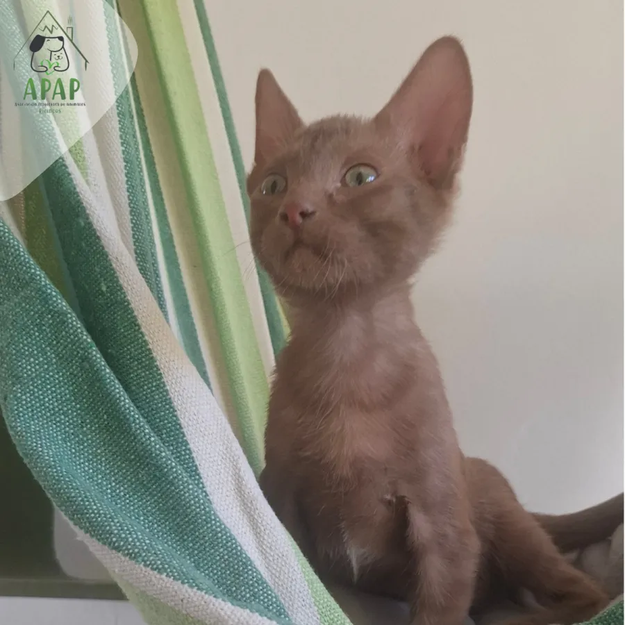 Tuki, gato en adopción en Jaca, Huesca