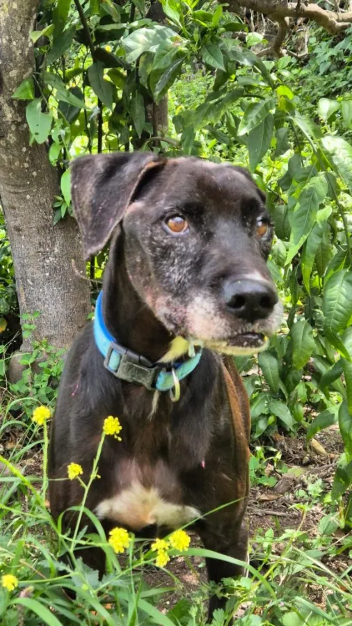 Thor, perro en adopción