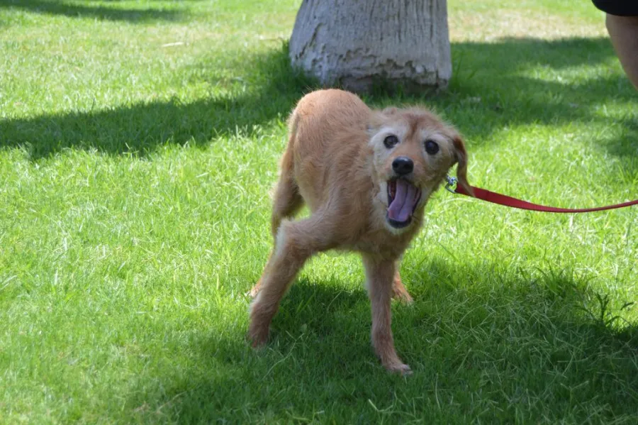 Lucy, perro en adopción en Las Palmas