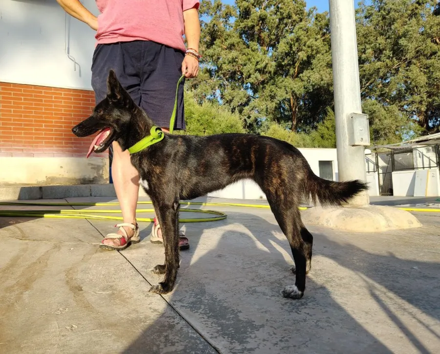 Mía, perro en adopción en Dos Hermanas, Sevilla