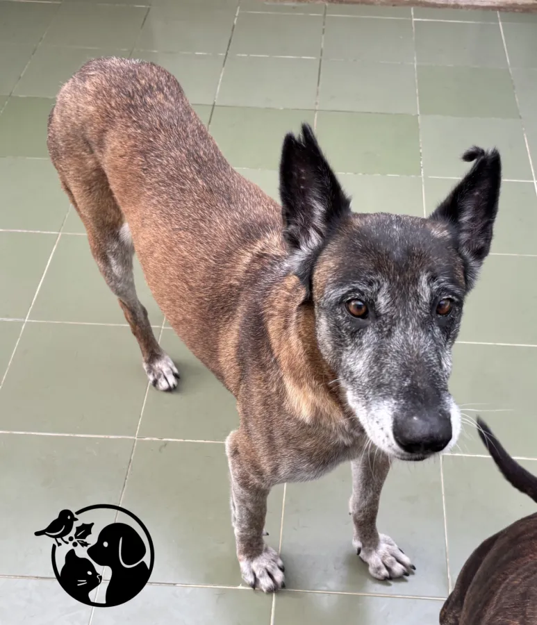 Freya, perro en adopción