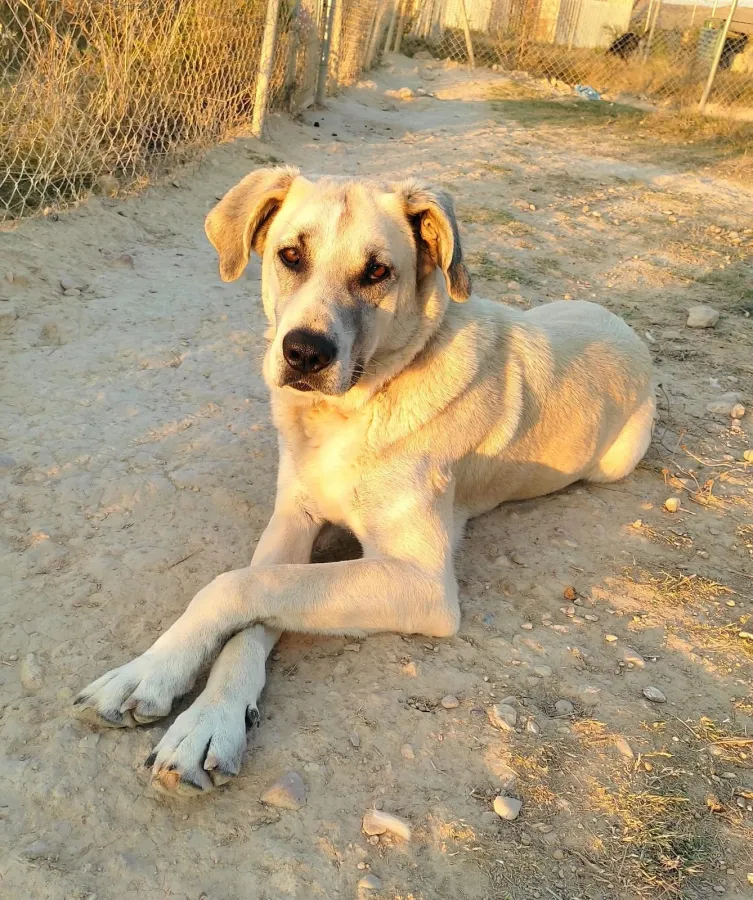 Gaia, perro en adopción en Etxauri, Navarra