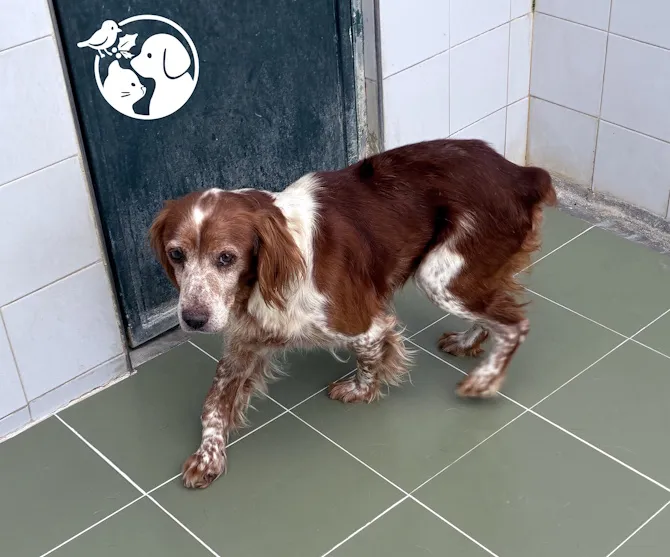 Gumer, perro en adopción en Usurbil, Guipúzcoa
