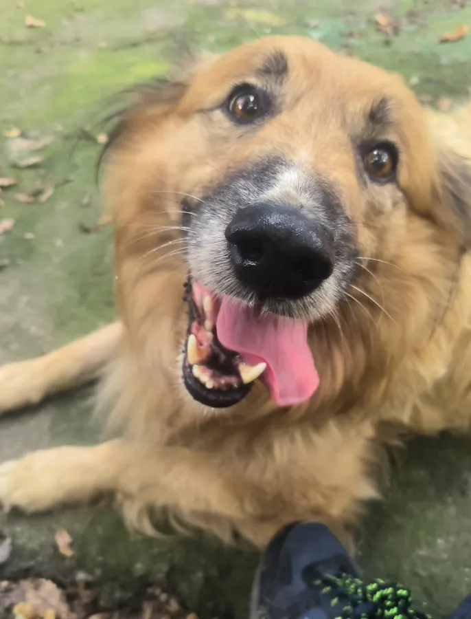 Pintxo, perro en adopción en Bilbao, Vizcaya