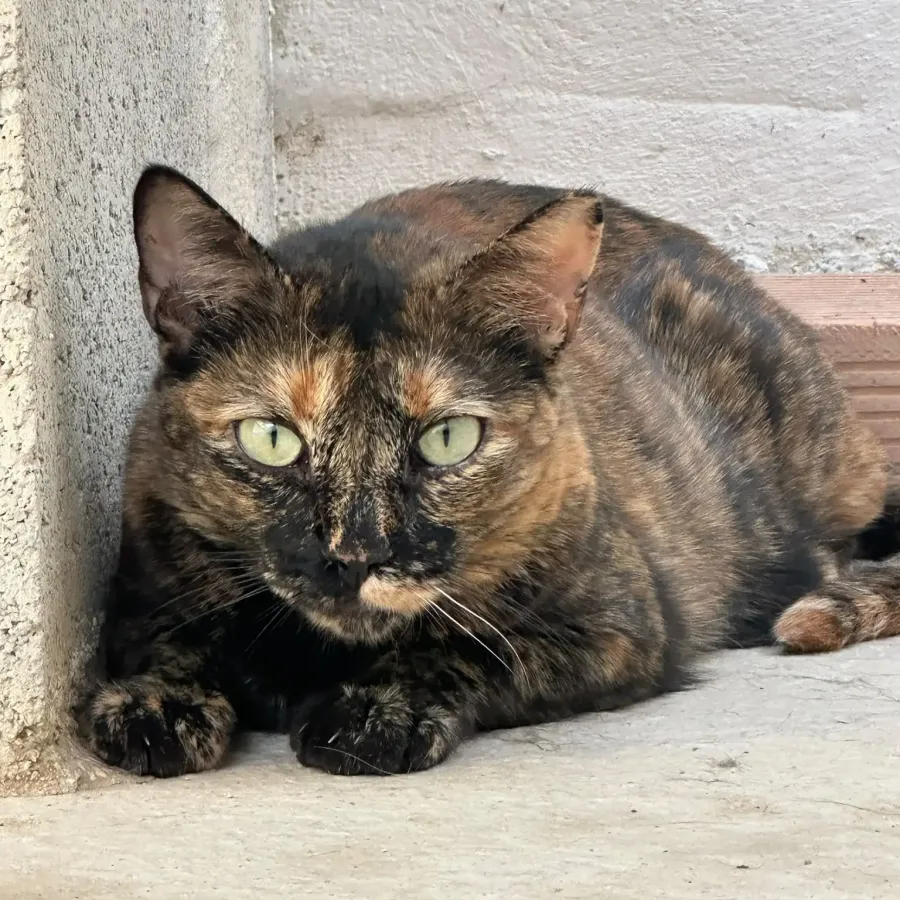 Amapola, gato en adopción en Albolote, Granada