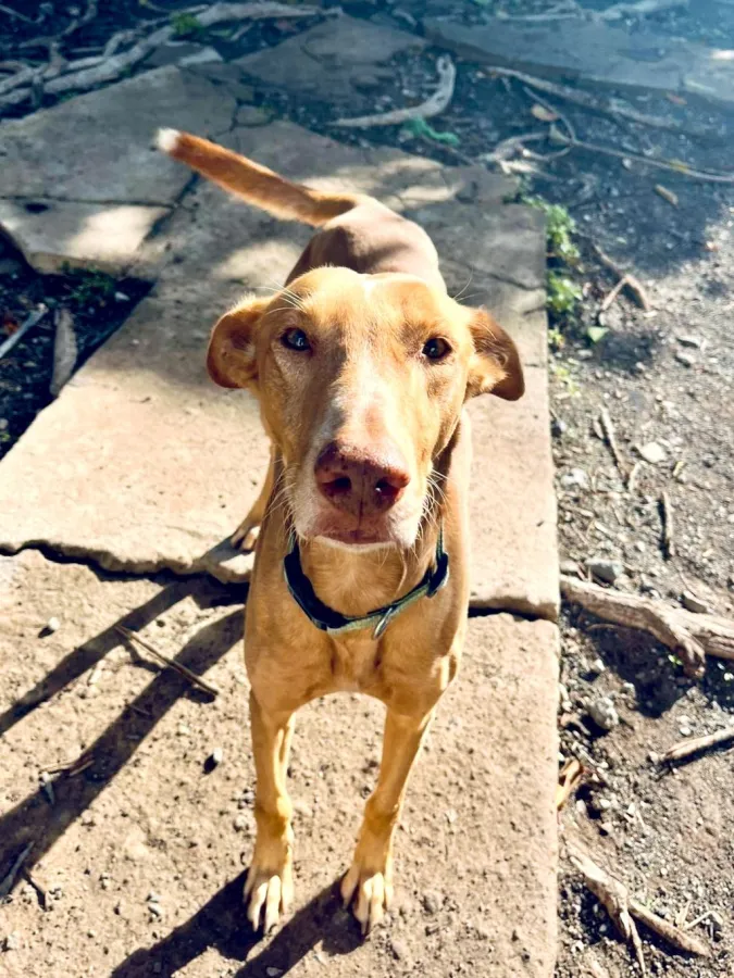Mango, perro en adopción en Las Palmas de Gran Canaria, Las Palmas