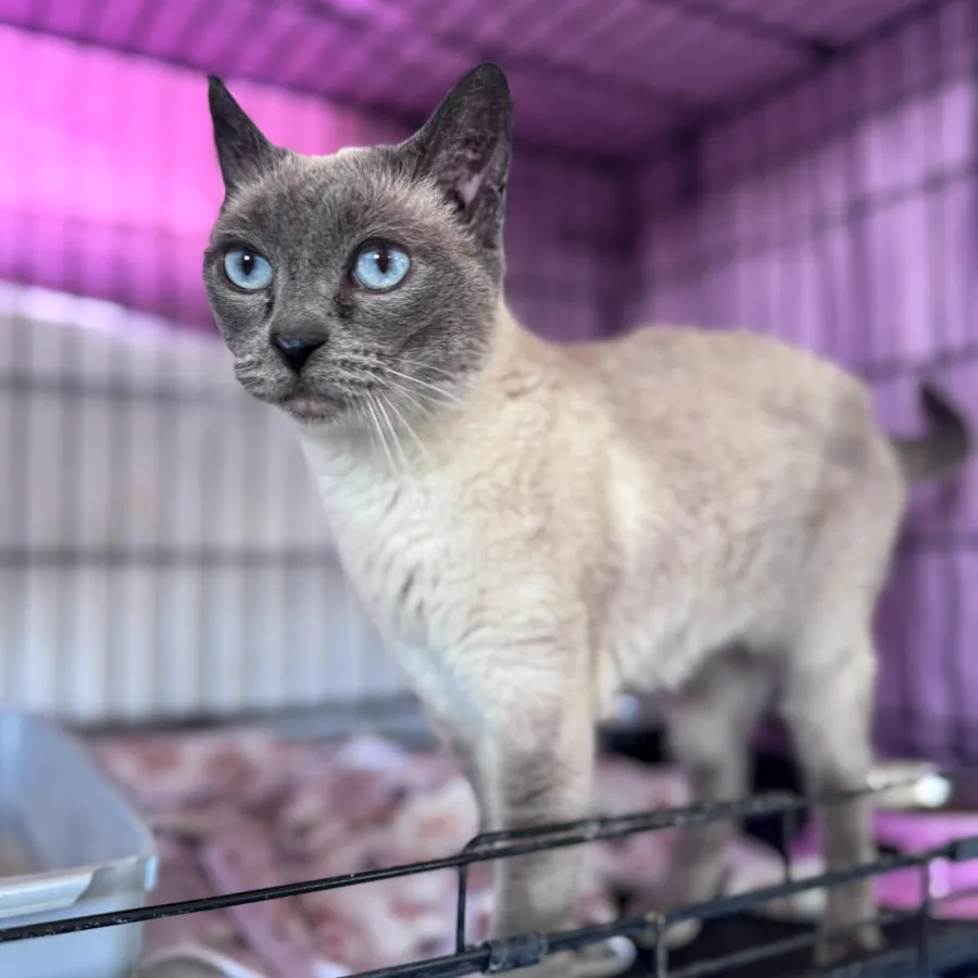 Dona, gato en adopción en Los Santos de la Humosa, Madrid