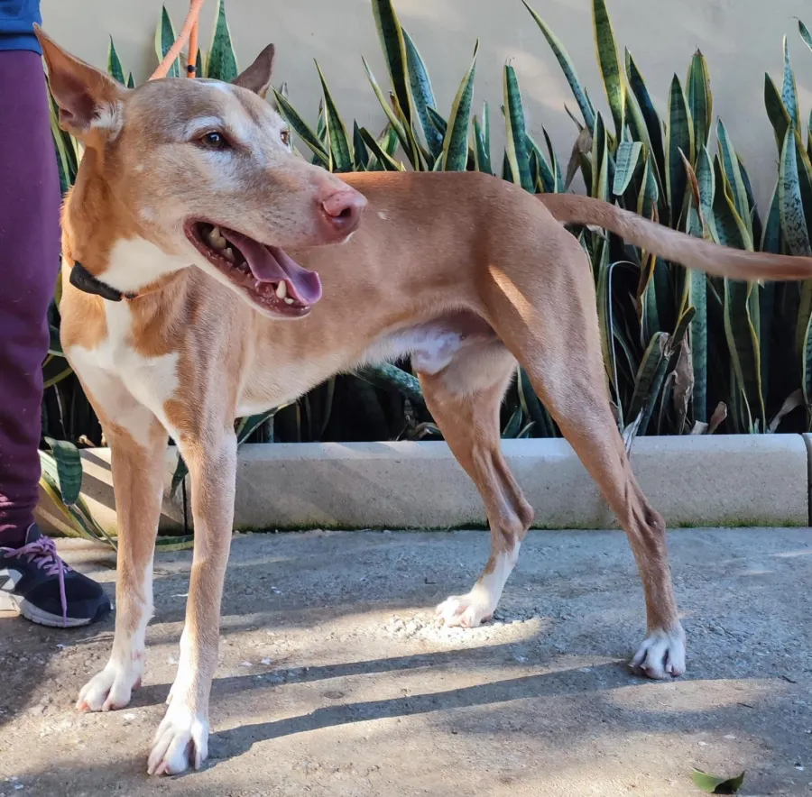 Angel, perro en adopción en Málaga