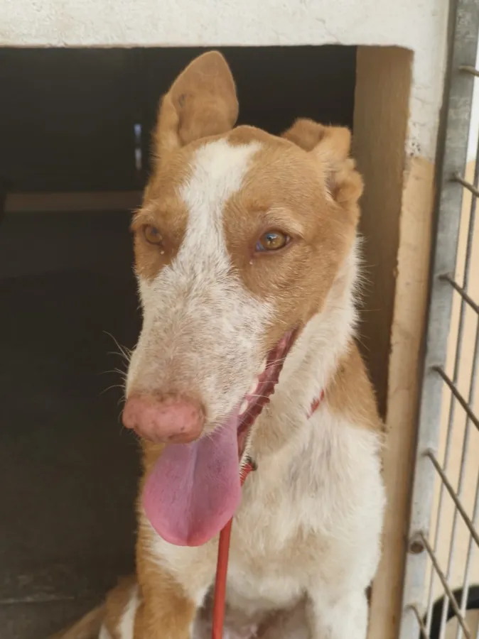 Boira, perro en adopción en Maó, Illes Balears