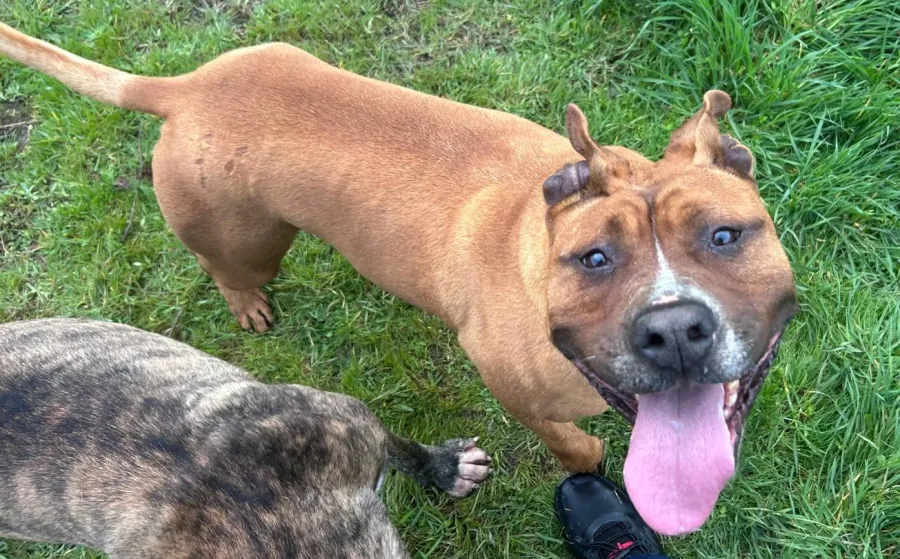 Río, perro en adopción en Getafe, Madrid